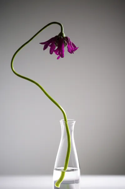 Illustration vacillating