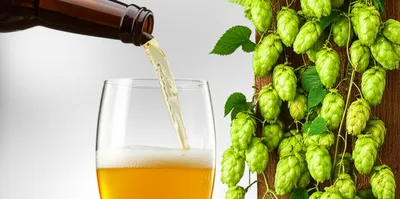 Illustration hops - Image 1