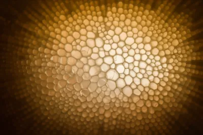 Illustration marrow - Image 1