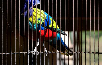 Illustration imprisoned