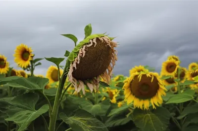 Illustration depressive - Image 1