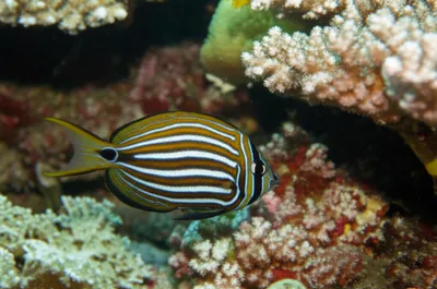 Illustration horsemen - Image 1