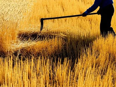 Illustration shearing - Image 1