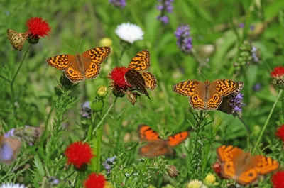 Illustration pansy - Image 1