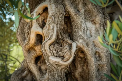 Illustration olive - Image 1