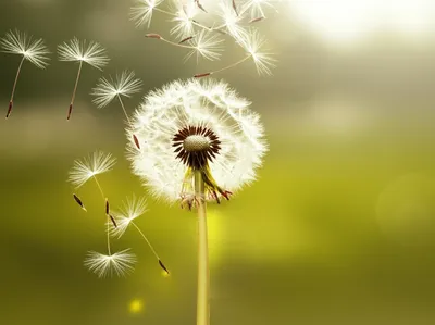 Illustration scatters - Image 1