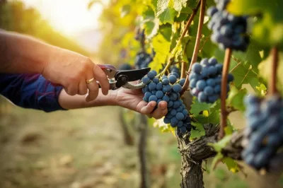 Illustration grapes - Image 1