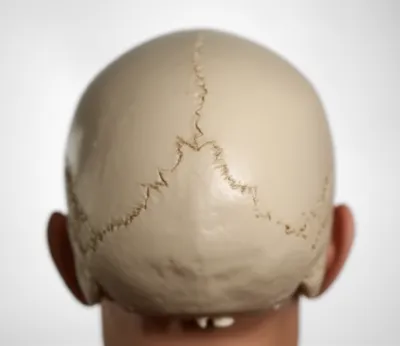 Illustration tore - Image 1