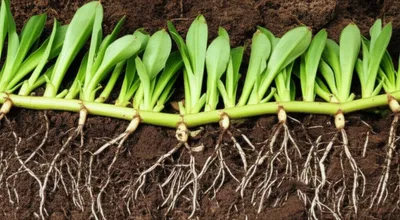 Illustration stolons - Image 1