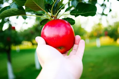 Illustration snags - Image 1