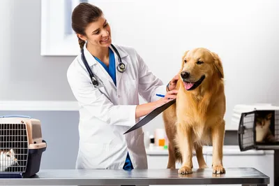 Illustration veterinarians
