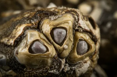 Illustration scutum - Image 1