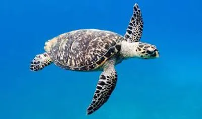 Illustration turtle - Image 3