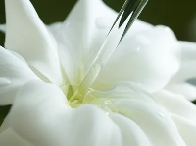 Illustration tinctured