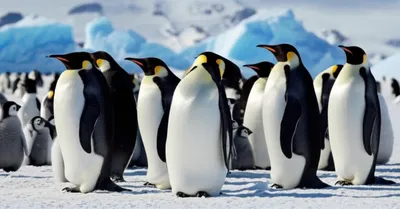 Illustration pinguin