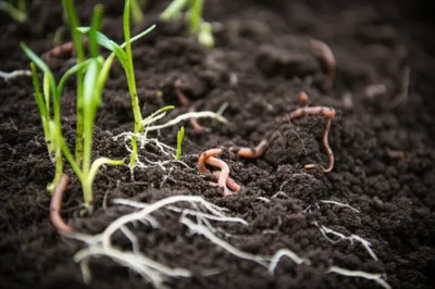 Illustration molds - Image 1