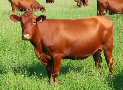 Illustration beef - Image 1