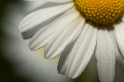 Illustration straps - Image 1