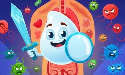 Illustration leucocytes