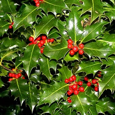 Illustration holly - Image 2