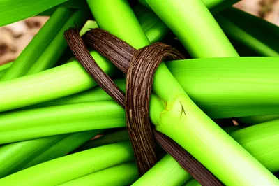 Illustration constrict