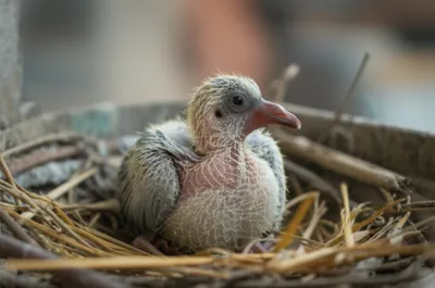 Illustration pipers - Image 1