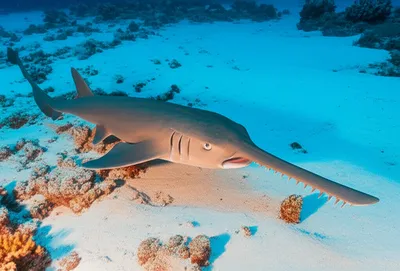 Illustration sawfishes