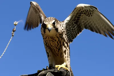 Illustration bated - Image 1