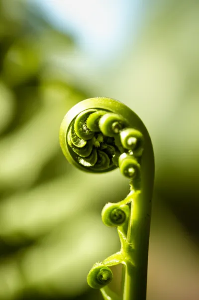 Illustration unrolling - Image 2