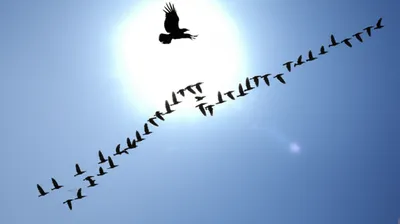 Illustration hijacks - Image 1