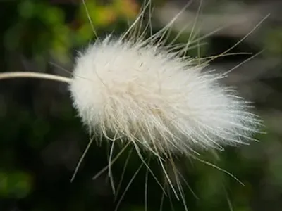 Illustration feathery - Image 2