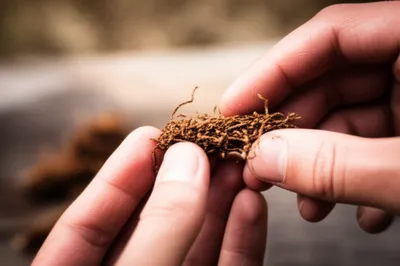 Illustration figs - Image 1