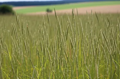 Illustration timothy