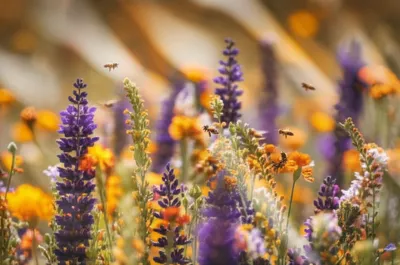 Illustration bombilates - Image 1