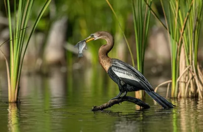 Illustration anhingas - Image 2