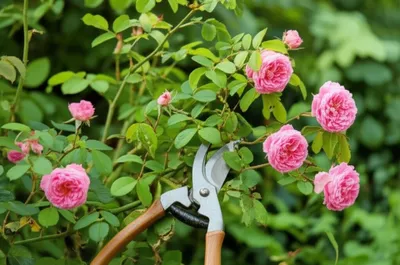 Illustration clipping - Image 1