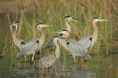 Illustration bitterns - Image 1