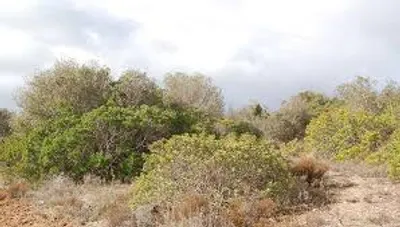 Illustration scrub - Image 2