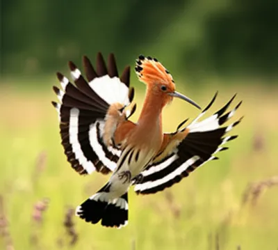 Illustration hoops - Image 1