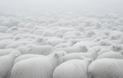 Illustration indistinguishable - Image 1