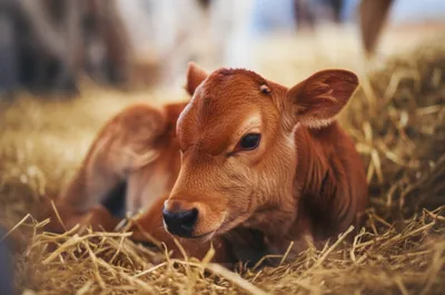 Illustration bobby - Image 1