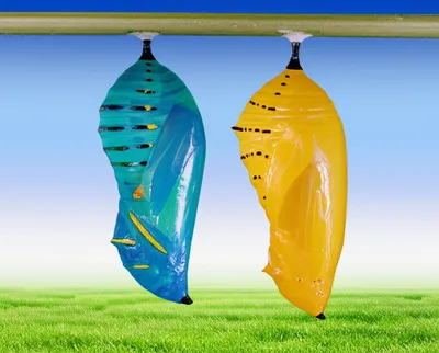 Illustration mutable - Image 1