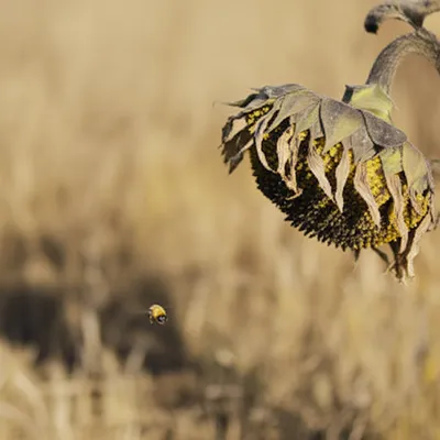 Illustration drawling - Image 1