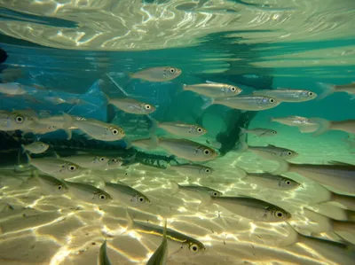 Illustration frier - Image 1