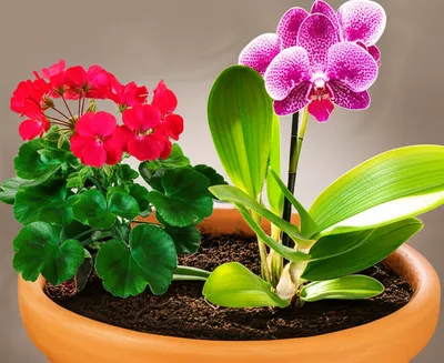 Illustration adoptions - Image 1