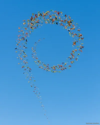 Illustration ringed - Image 1