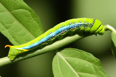 Illustration lengthen