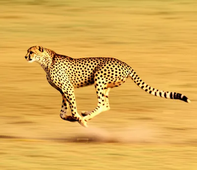 Hình ảnh minh họa furiously - Ảnh 1