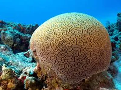 Illustration coral - Image 3