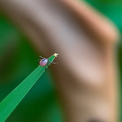 Illustration questing - Image 1